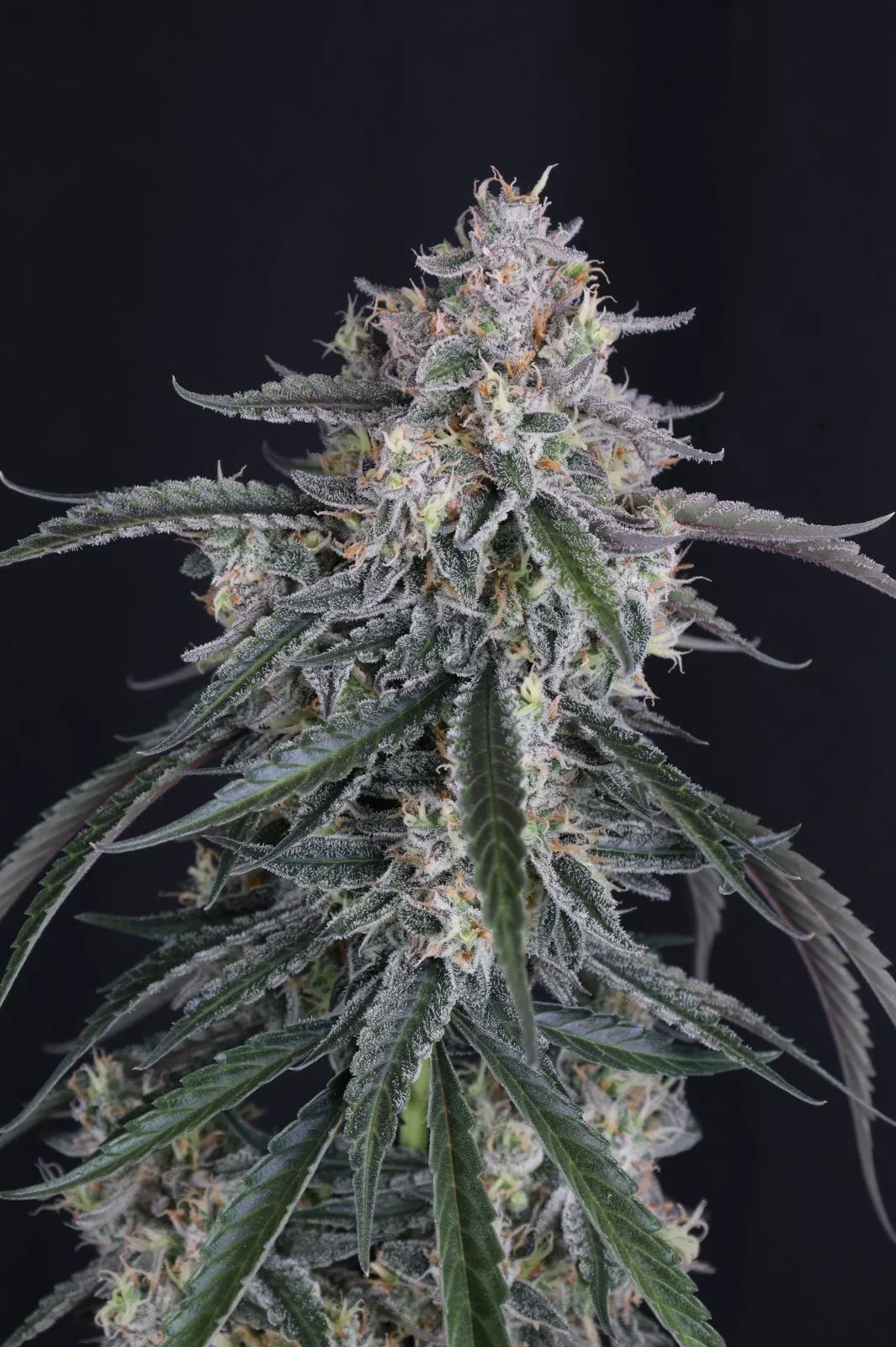 gmo auto 3 GMO Auto - Imagen 1