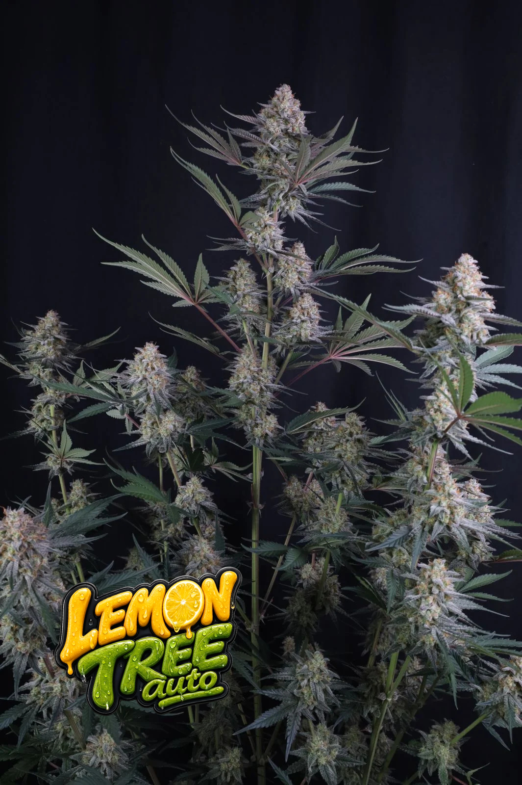 Lemon Tree Auto