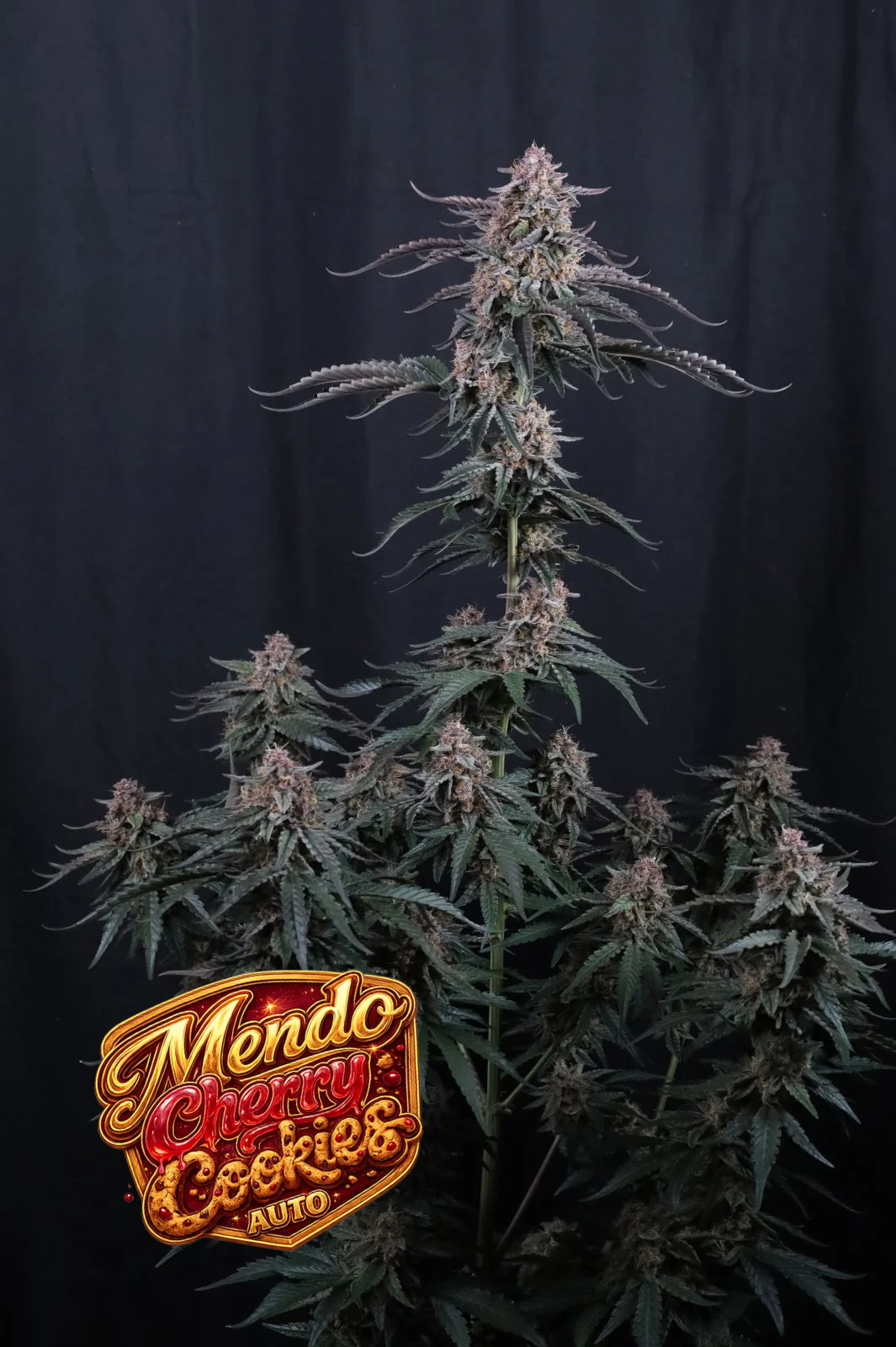 Mendo Cherry Cookies Auto