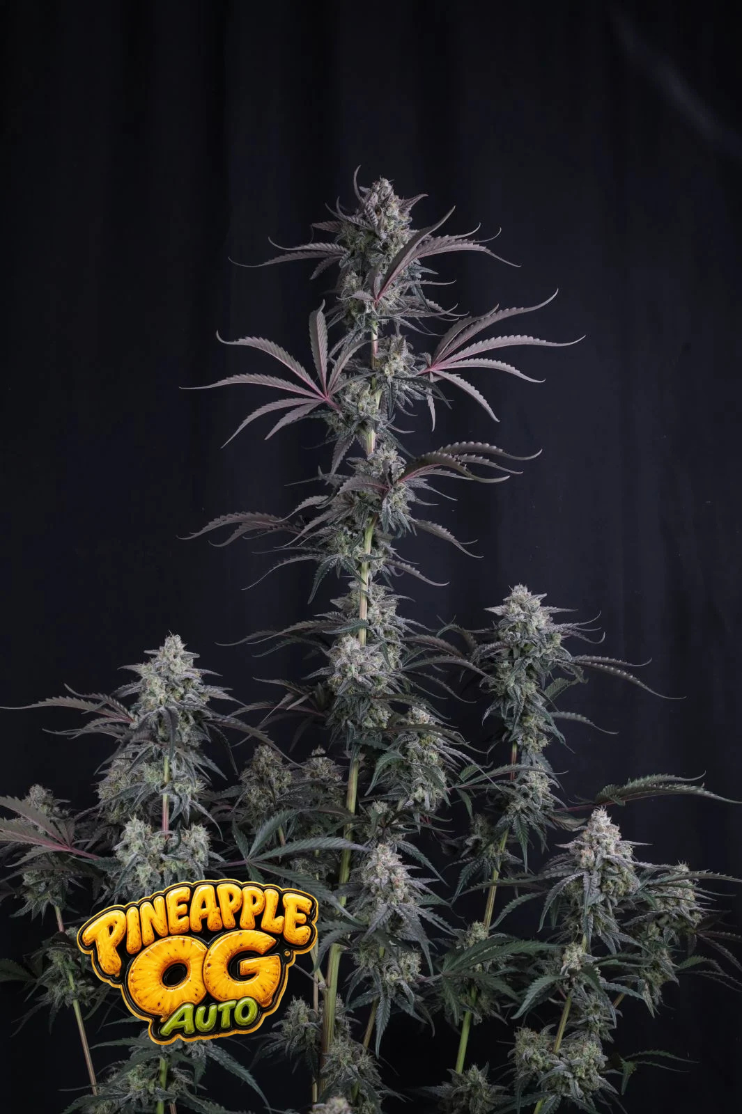 pineapple og auto portada Pineapple Og Auto - Imagen 1