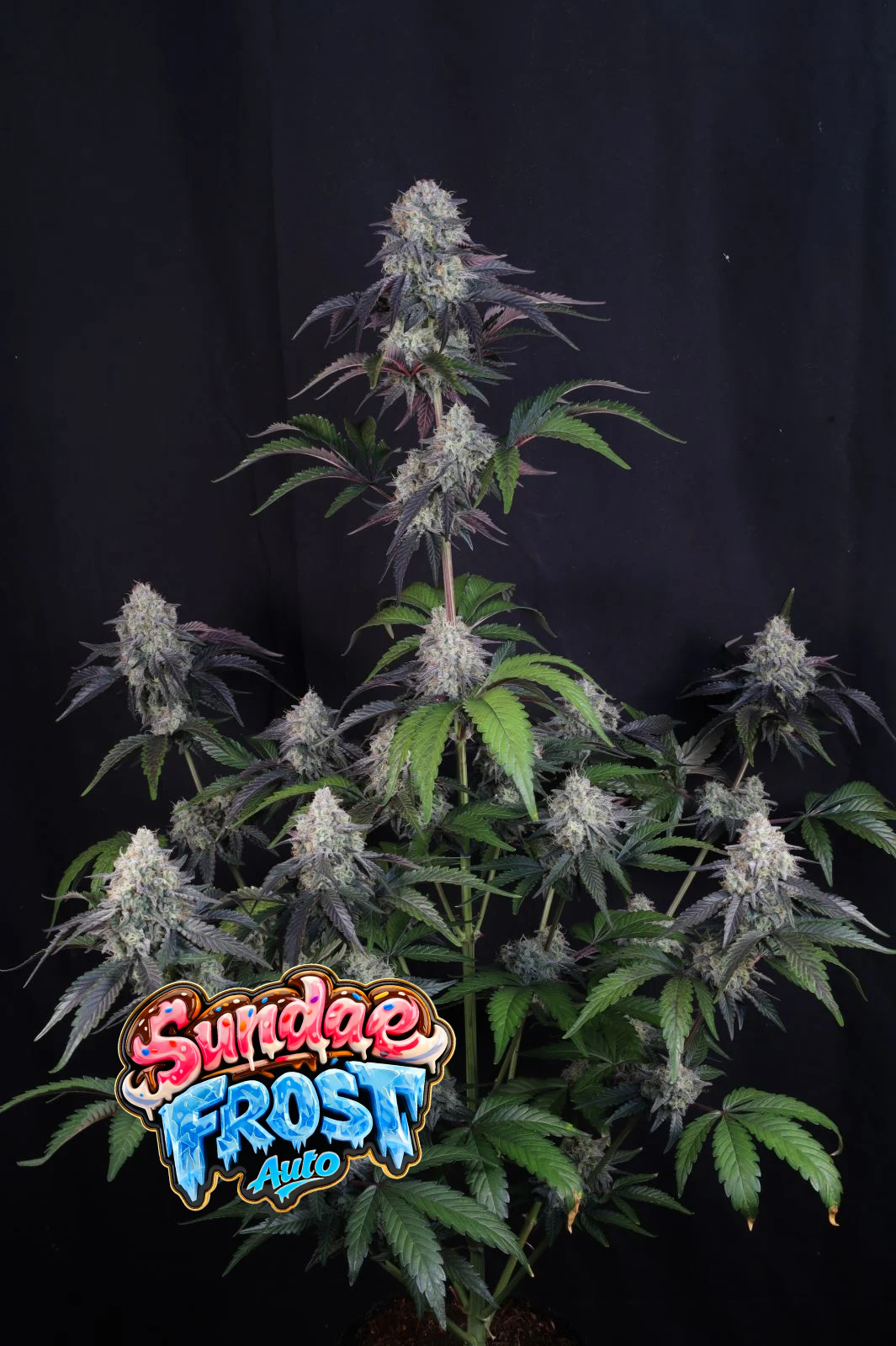 Sundae Frost Auto
